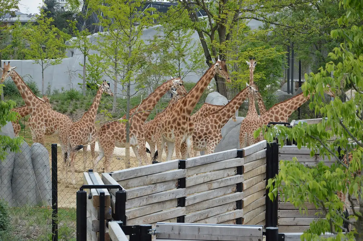 Un groupe de girafes dans leur enclos du parc zoologique de Paris, derrière une barrière de bois, avec des rochers artificiels au fond