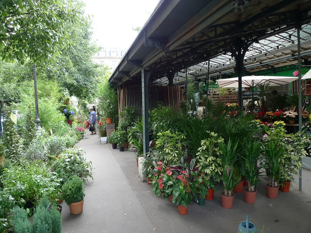 Une allée du marché aux fleurs de l'île de la Cité, bordée de plantes en pot sous les auvents de fer des pavillons